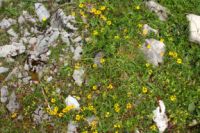 2015-06-25_05Drijaggenalm (203)b.JPG
